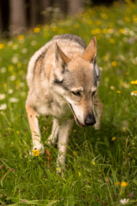 Der Wolfshund Leica im Wald, Tschechoslowakischer Wolfhund Der Wolfshund Leica im Wald, Tschechoslowakischer Wolfhund